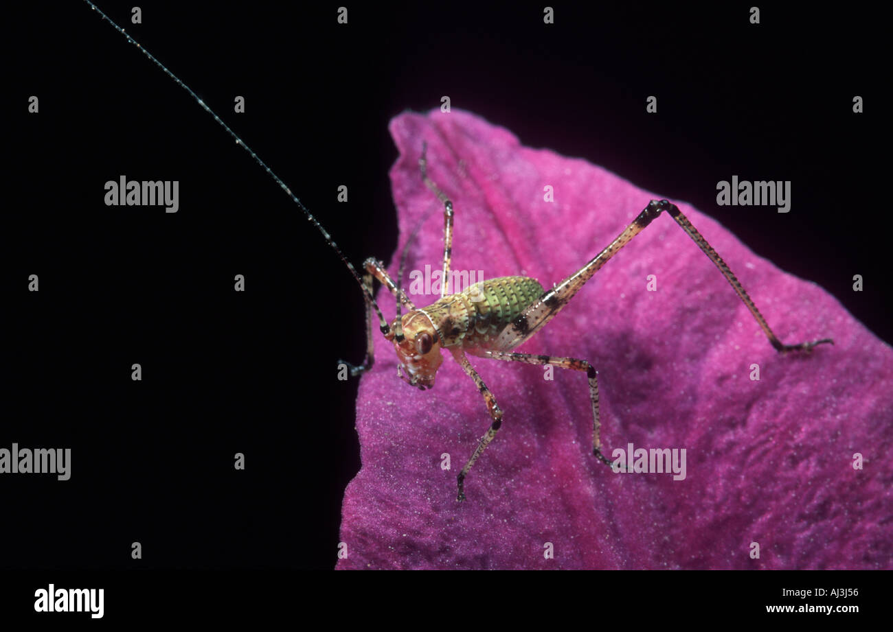 Kleinen Grashuepfer Tettigonidae oder Bush Cricket sitzen auf Bougainvillea Blume, Spanien Stockfoto