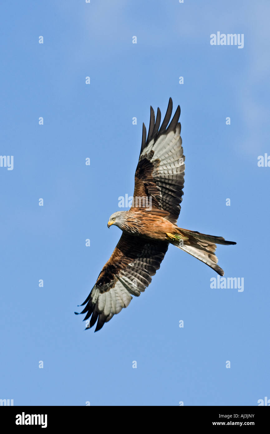 Rote Drachen Milvus Milvus im Flug suchen alert Gigrin Farm Wales Stockfoto