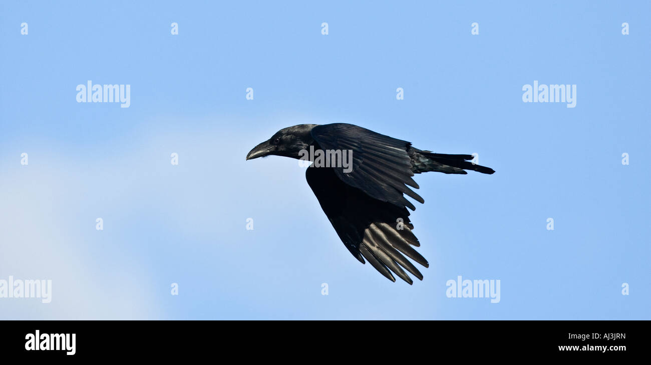 Raven Sie-Corvus Corax im Flug mit schönen blauen Himmel Gigrin Bauernhof Wales Stockfoto