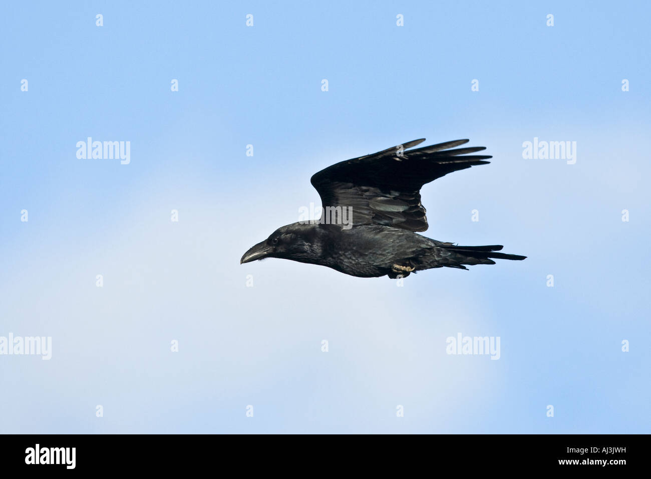 Raven Sie-Corvus Corax im Flug mit schönen blauen Himmel Gigrin Bauernhof Wales Stockfoto