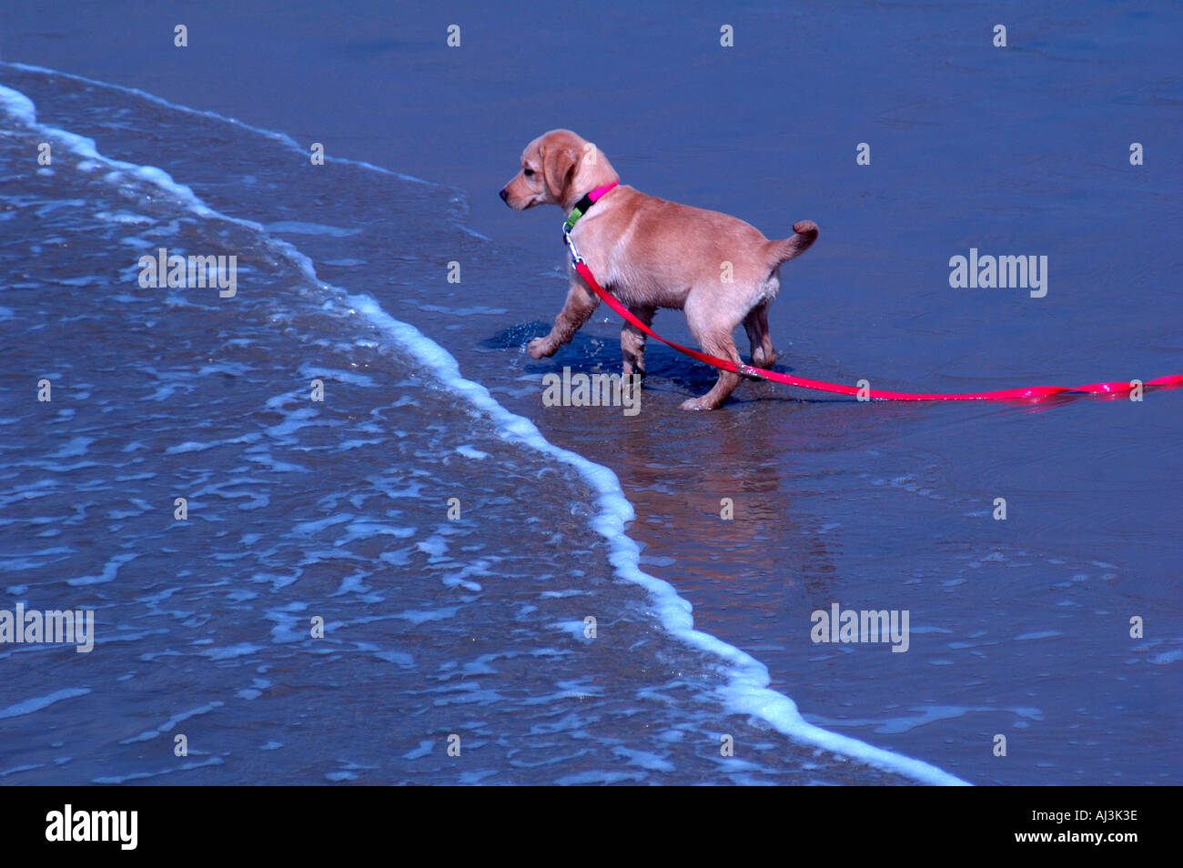 Welpen spielen In Brandung Stockfoto