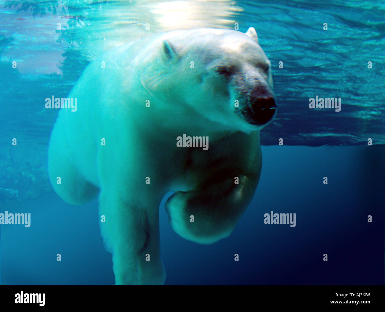 Eisbären Schwimmen unter Wasser Stockfoto