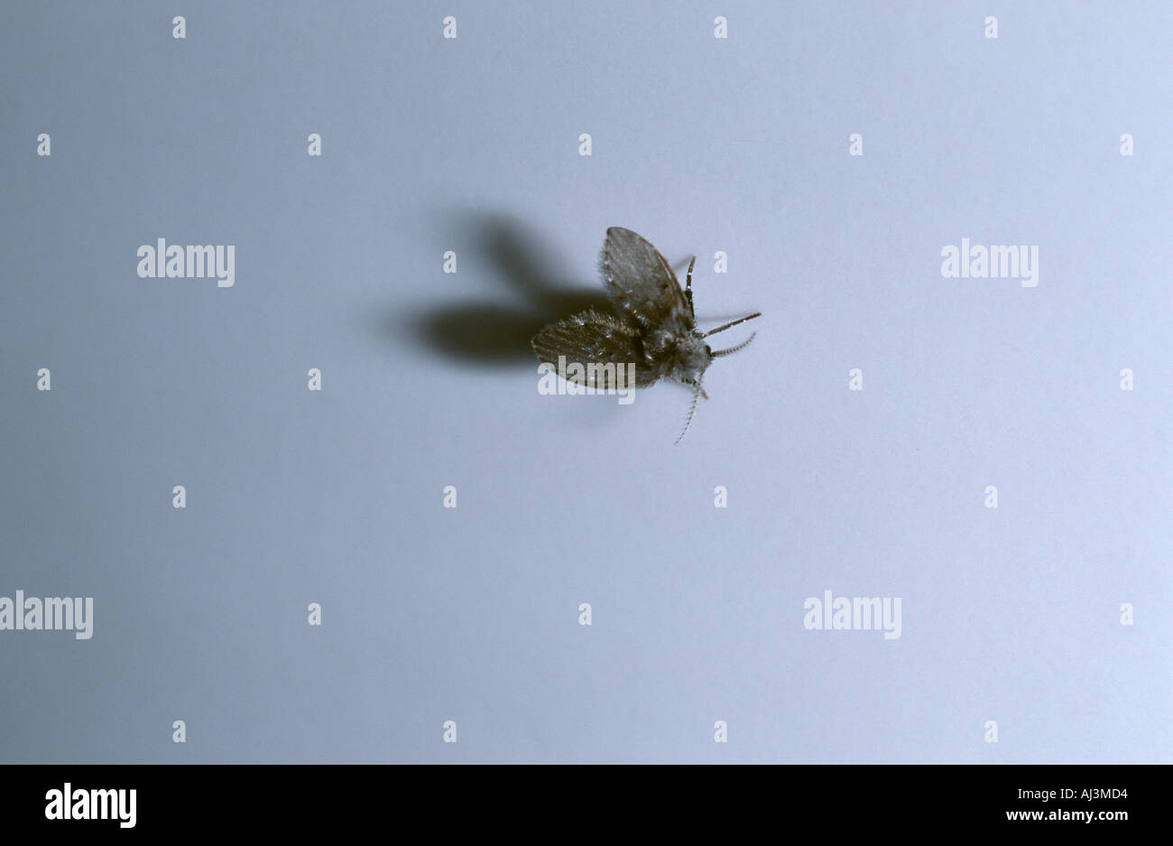 Drain fliegen (Psychoda Alternata) aka Toilette fliegen oder Motten fliegen  Stockfotografie - Alamy