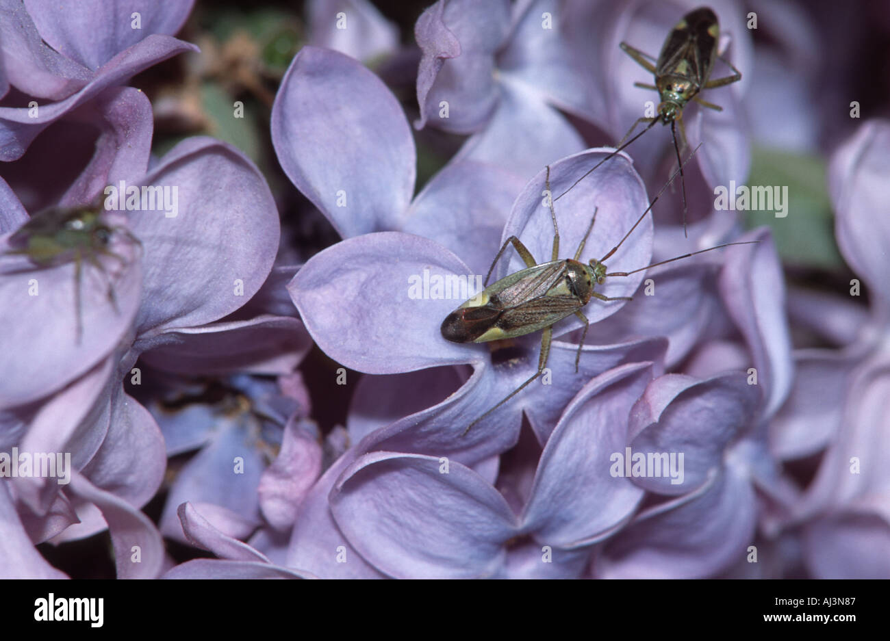 Blume-Wanzen (Heteroptera: Miridae) auf lila Blütenstand Stockfoto