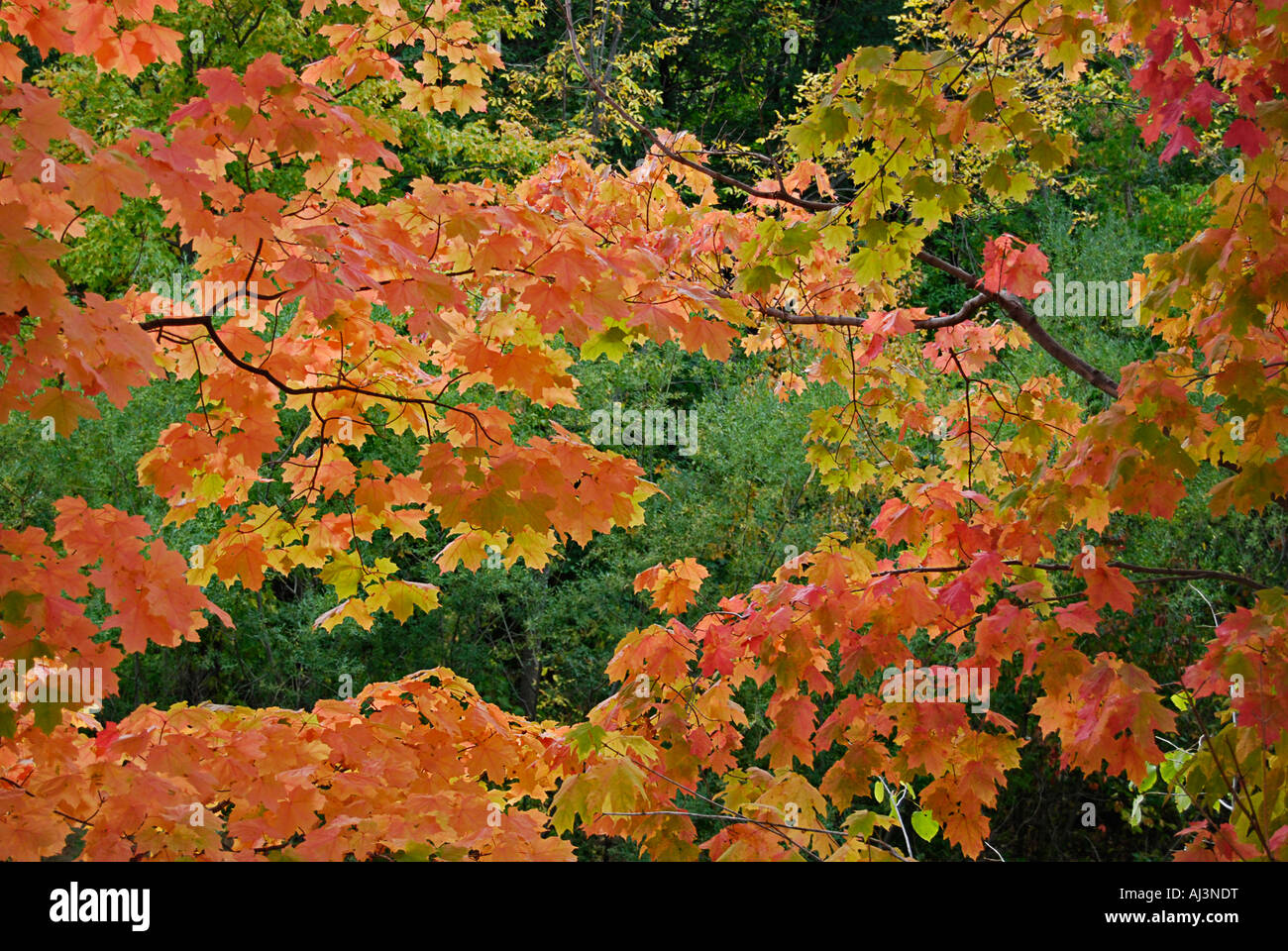 Herbstfärbung Stockfoto