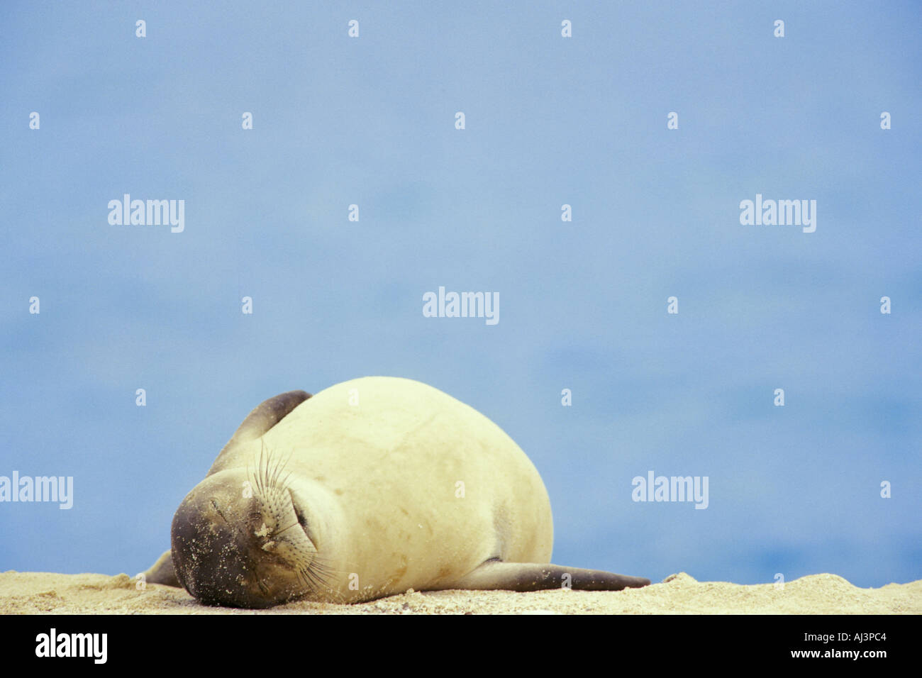 Hawaiian Monk Seal Monarchus Schauinslandi Midway-Atoll Stockfoto