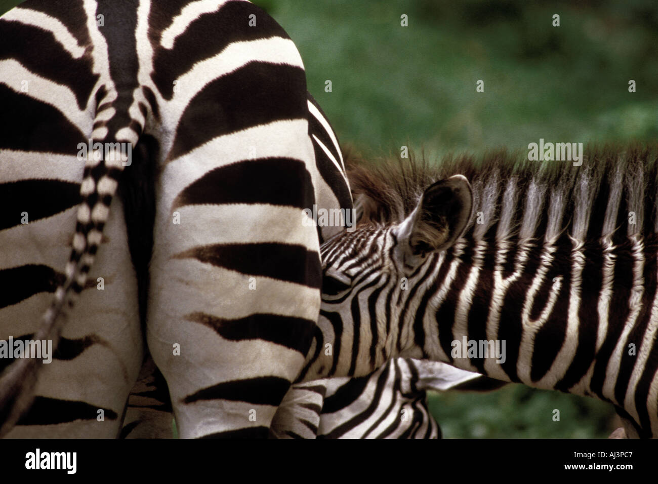 Ebenen Zebra Equus Burchelli Krankenpflege Singapore Zoo Stockfoto