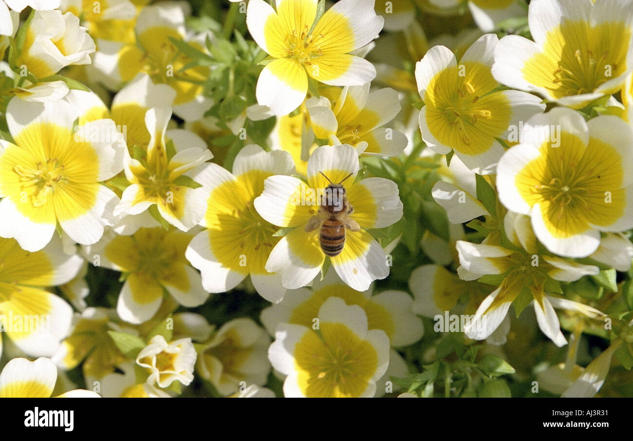 Honigbiene auf des Douglasii pochiertes Ei Pflanze Frühjahr 2005 Stockfoto