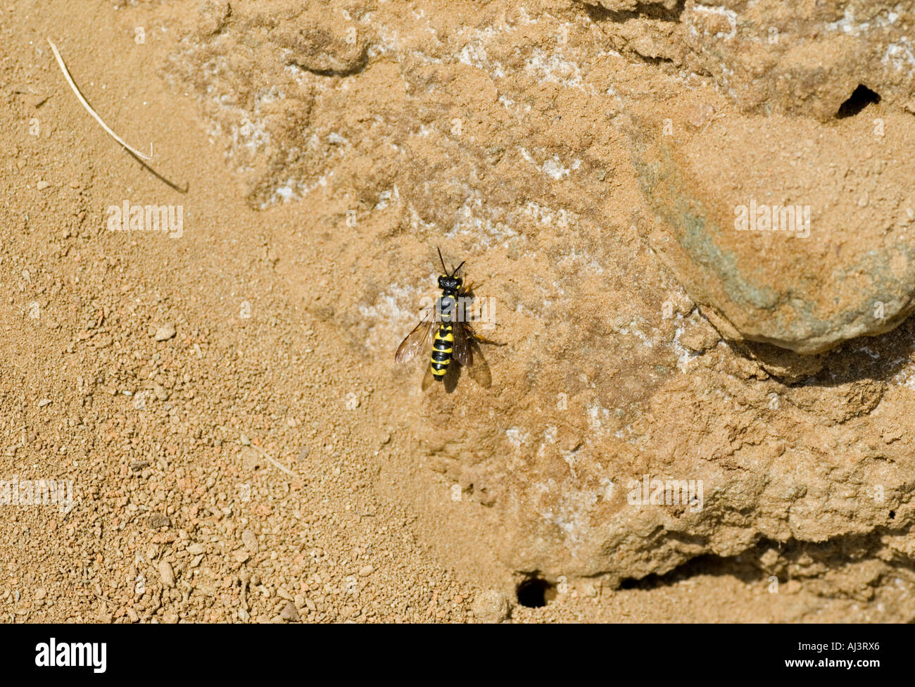 Digger Wasp (Cerceris SP.), Devon, England Stockfoto