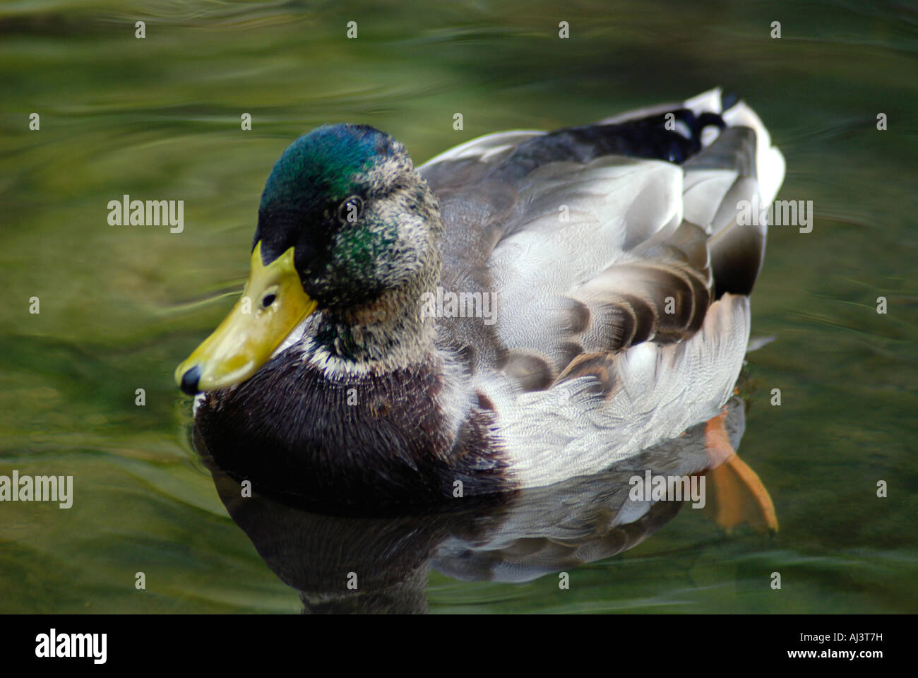 Mallard Drake, Mallard im Herbst Stockfoto