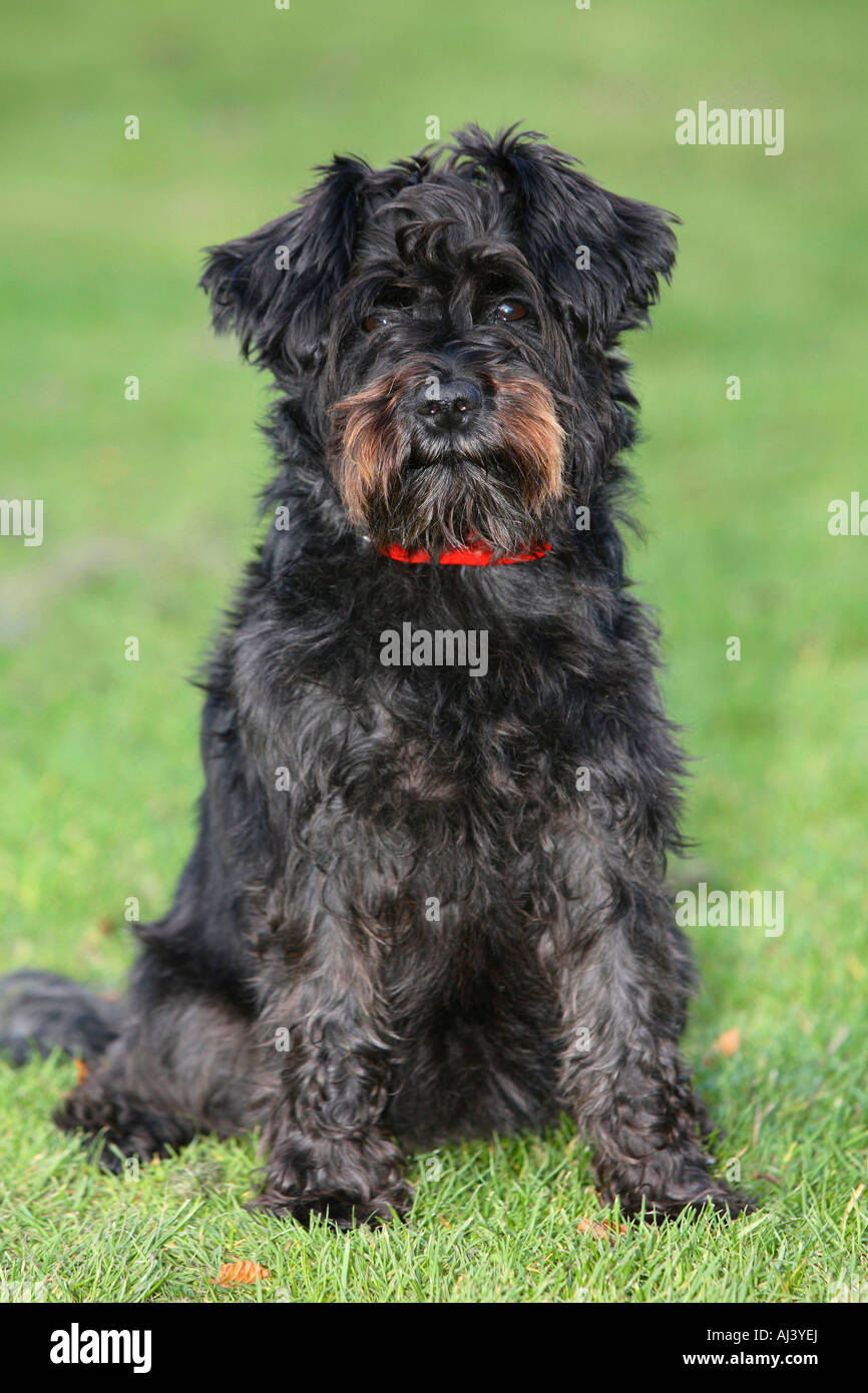 Zwergschnauzer schwarz Stockfoto