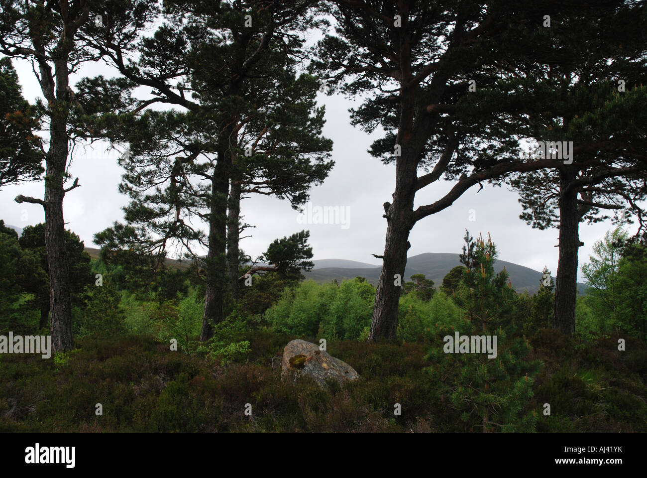 Landschaft am Cairngorm National Park Highlands Schottland Stockfoto