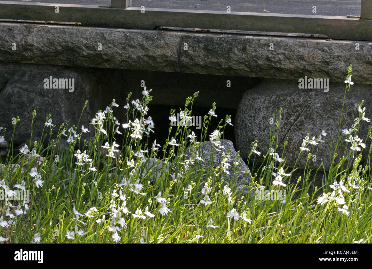 Fransen Orchidee in einem japanischen Garten Japan Stockfoto