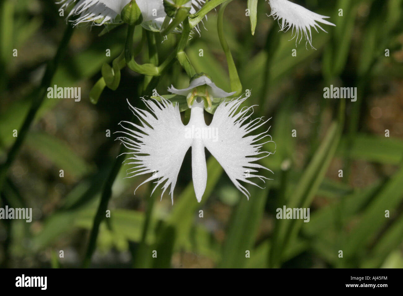 Fringed Orchid Japan Stockfoto