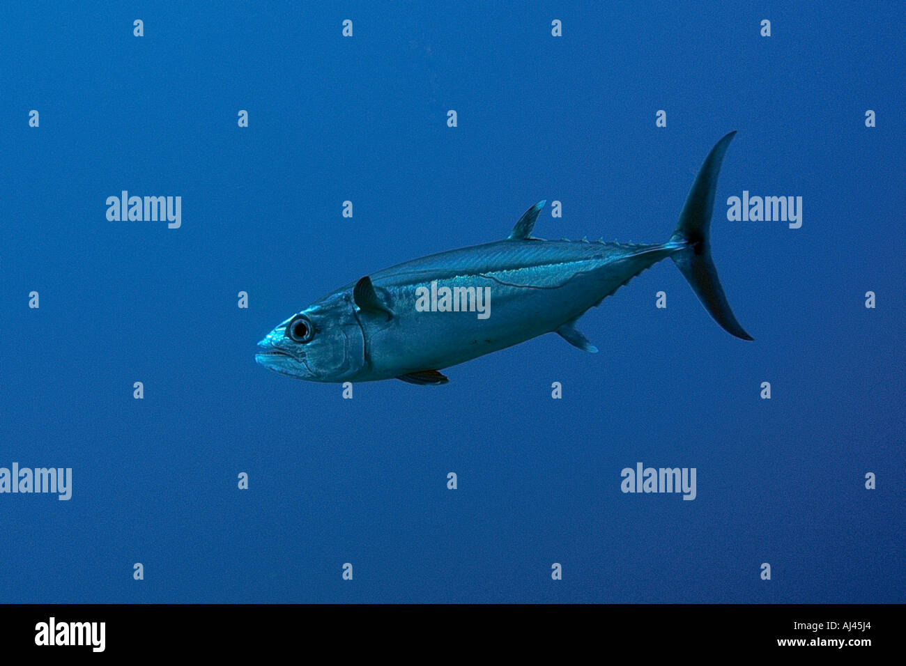 Dogtooth Thunfisch Gymnosarda unicolor Ailuk Atoll Marshall-Inseln Pazifik Stockfoto