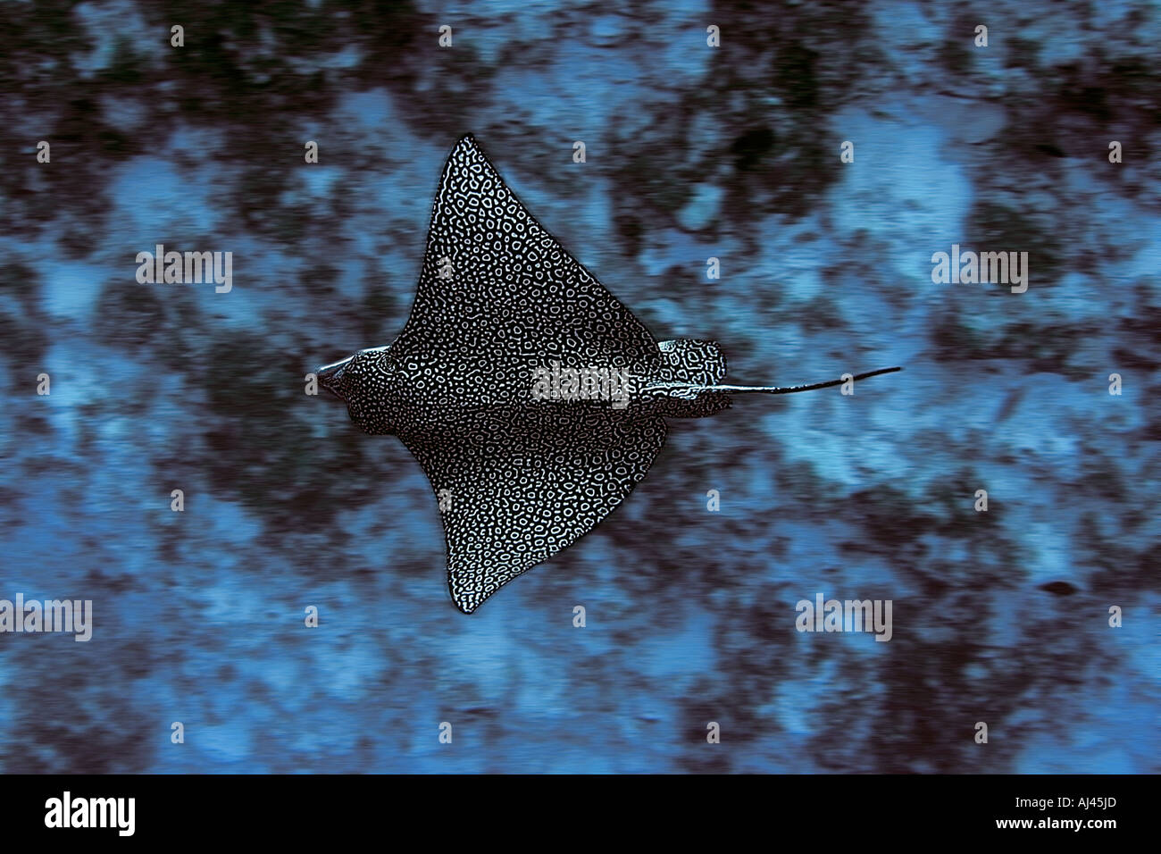 Spotted Eagle Ray Aetobatus Narinari Ailuk Atol Marshallinseln Pacific Stockfoto
