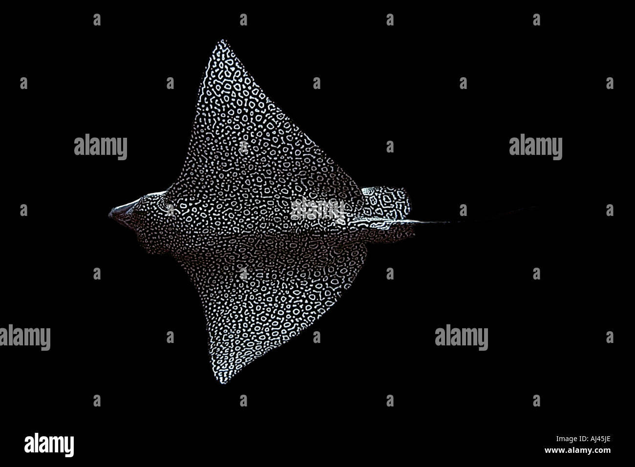 Spotted Eagle Ray Aetobatus Narinari Ailuk Atol Marshallinseln Pacific Stockfoto