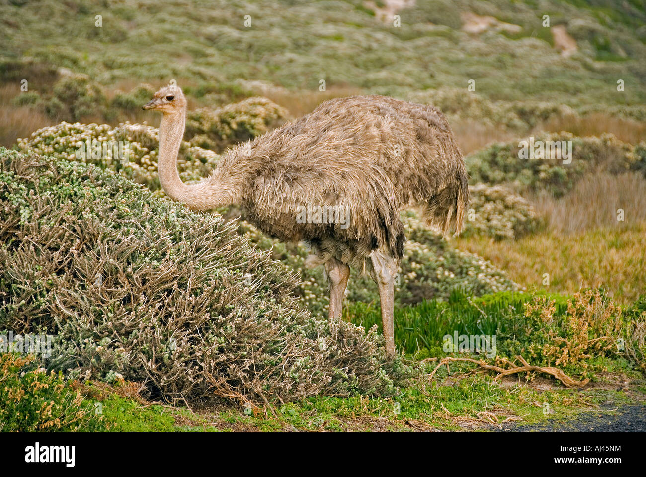 Strauß in Kap der guten Hoffnung in Südafrika Stockfoto