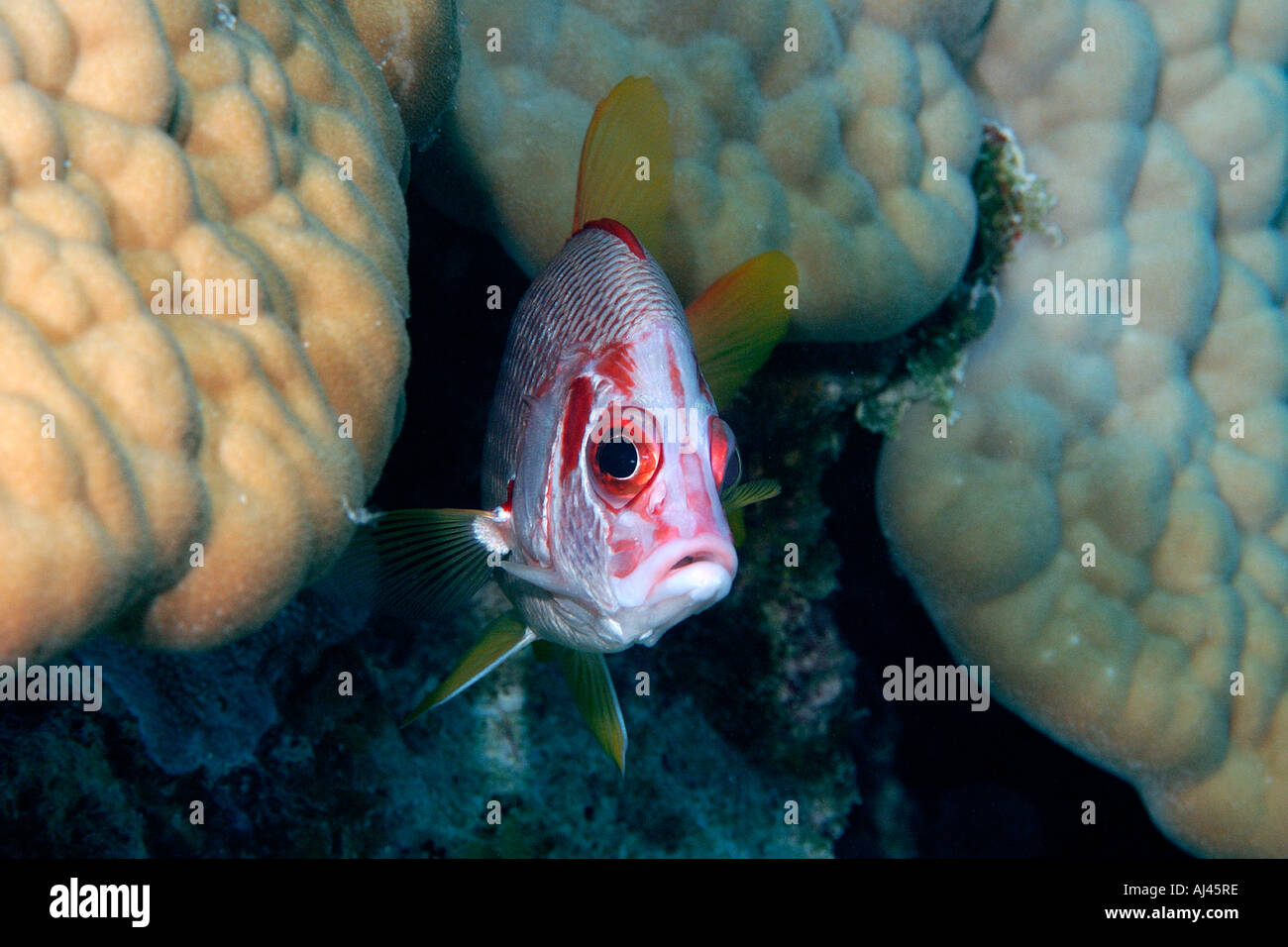 Sabre Squirrelfish Sargocentron Spiniferum Ailuk Atoll Marshall-Inseln Pazifik Stockfoto