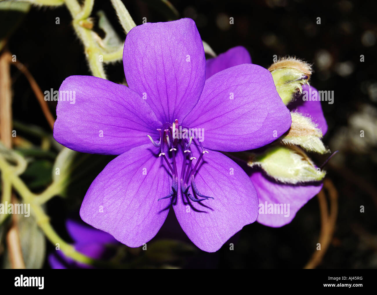 Bezeichnet semidecandra Stockfoto