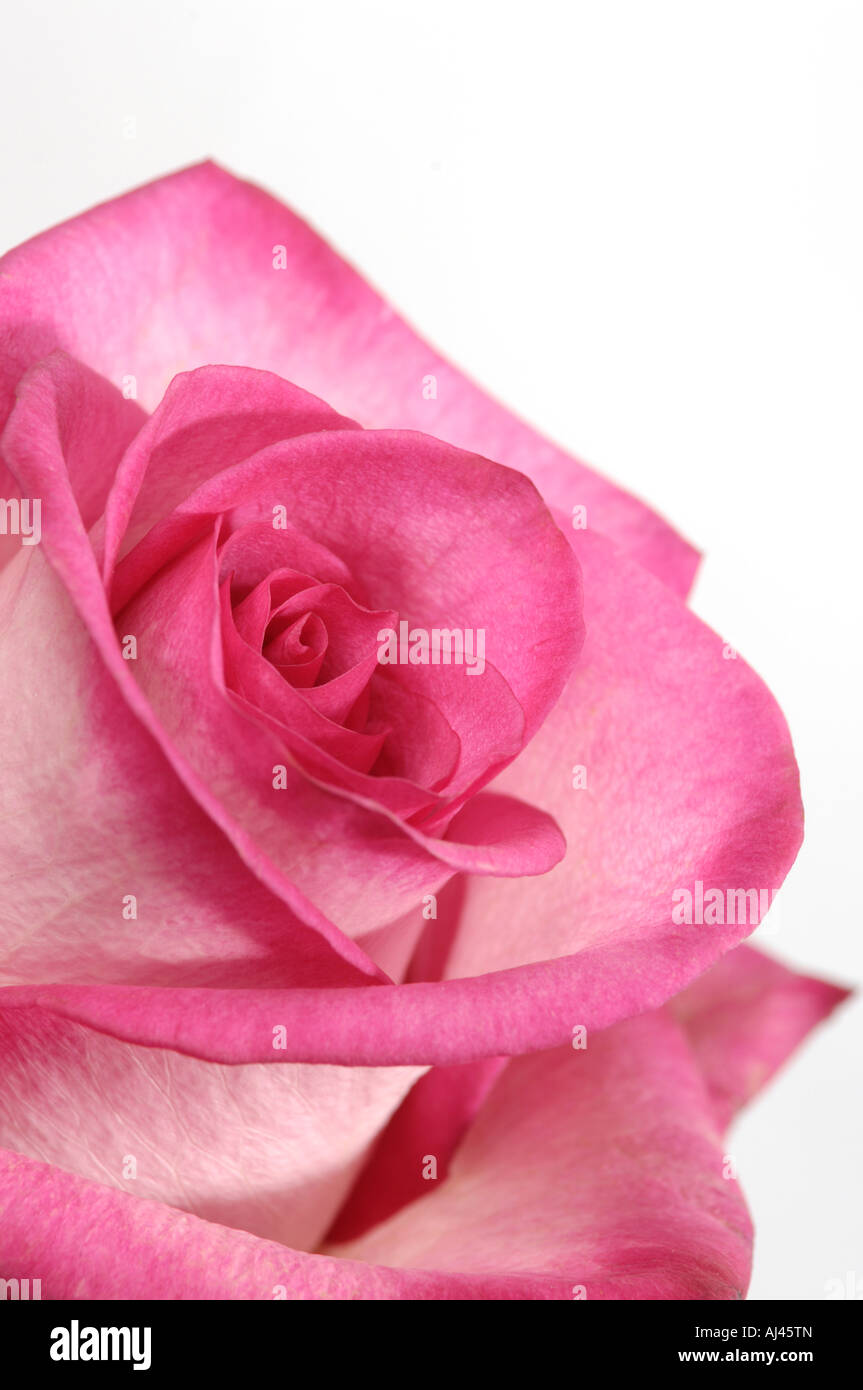 Schöne rosa rose Stockfoto