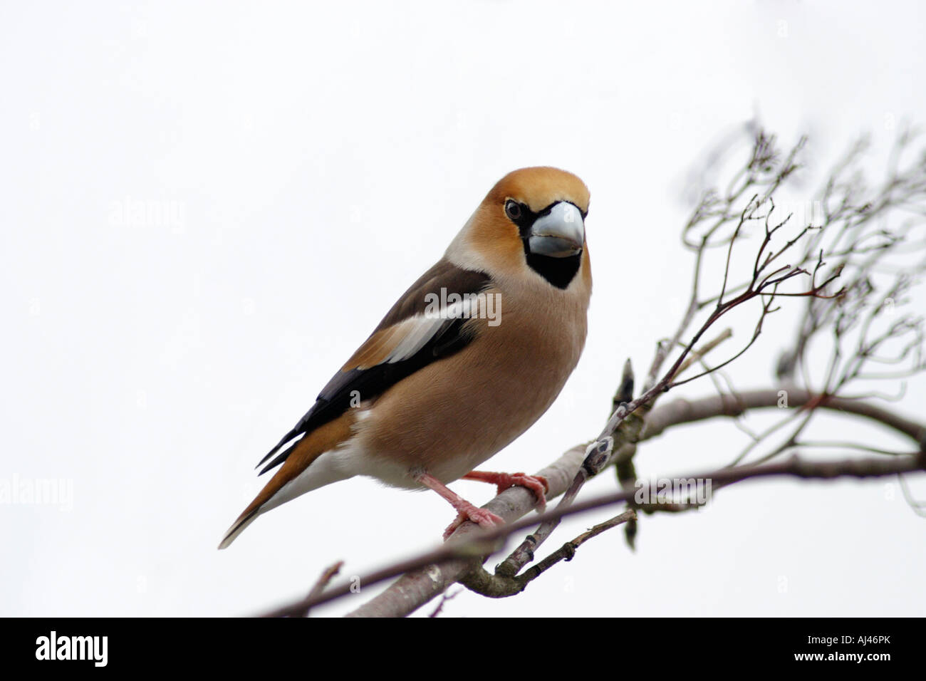 Männliche Kernbeißer auf weißem Hintergrund (Coccothraustes Coccothraustes) Stockfoto