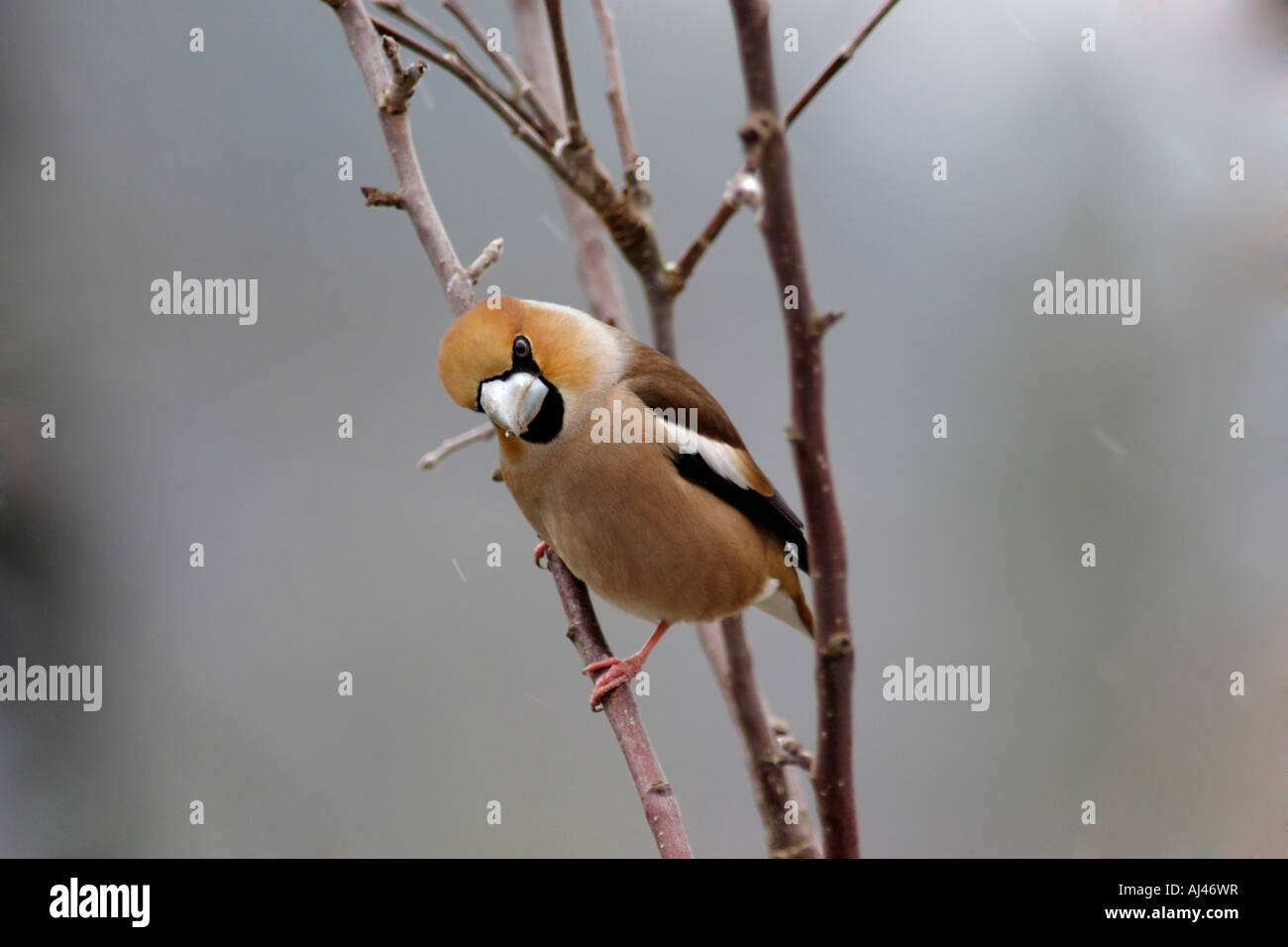 Männliche Kernbeißer Stockfoto