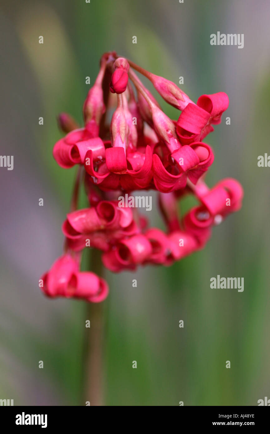 Primula Maximowiczii Blumen Stockfoto