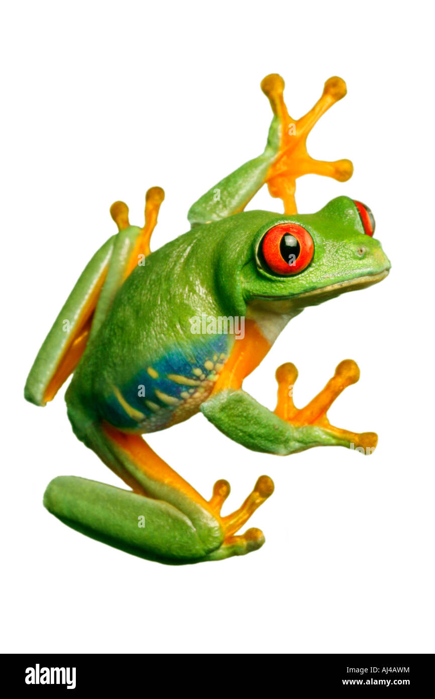 Red eyed Treefrog redeyed Treefrog Redeye Treefrog rote Augen Treefrog rote Augen Frosch Agalychnis callidryas Stockfoto