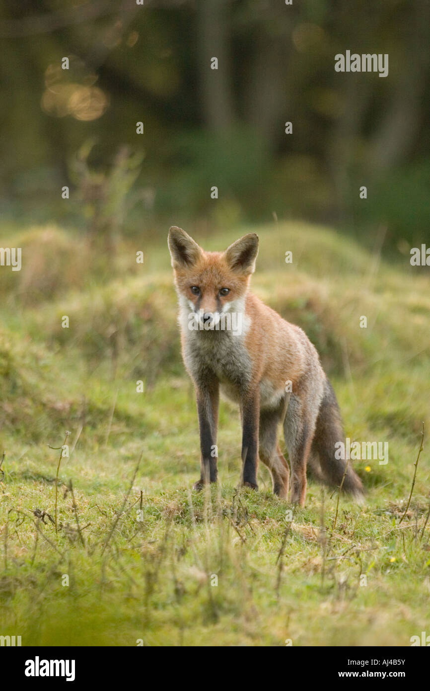 Europäischer roter Fuchs Jagd auf Kaninchen, England, UK Stockfoto