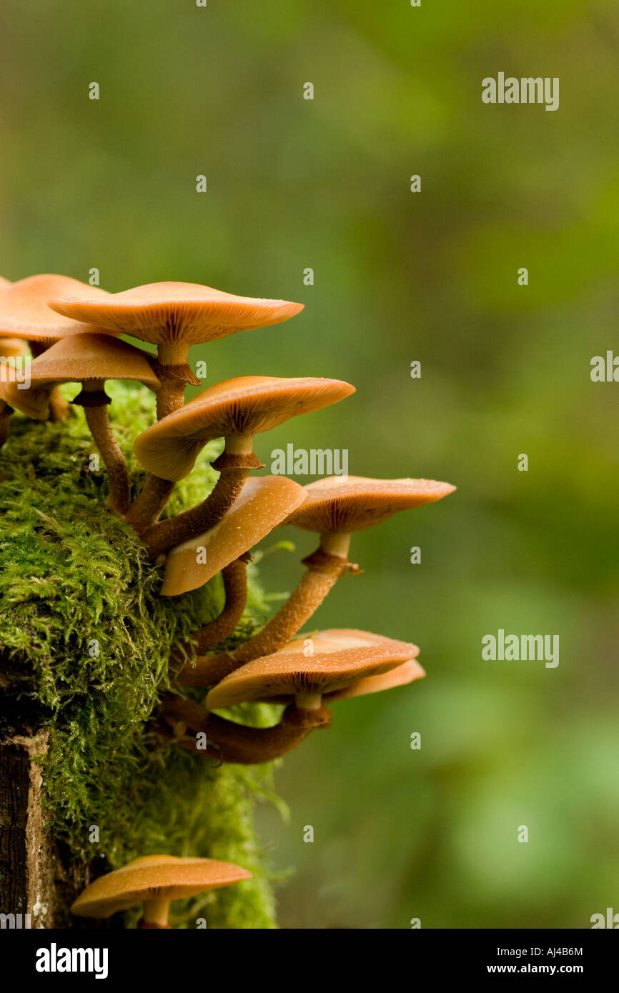 Psathyrella Piluliformis Pilze auf alten Baum Stockfoto