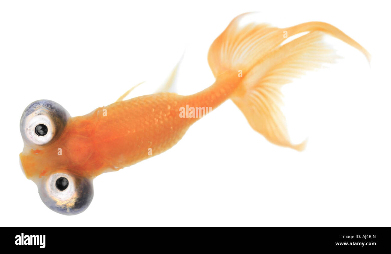 Goldfisch gemeinsame Karpfen Himmelsauge Goldfisch himmlischen Chotegan Carassius auratus Stockfoto