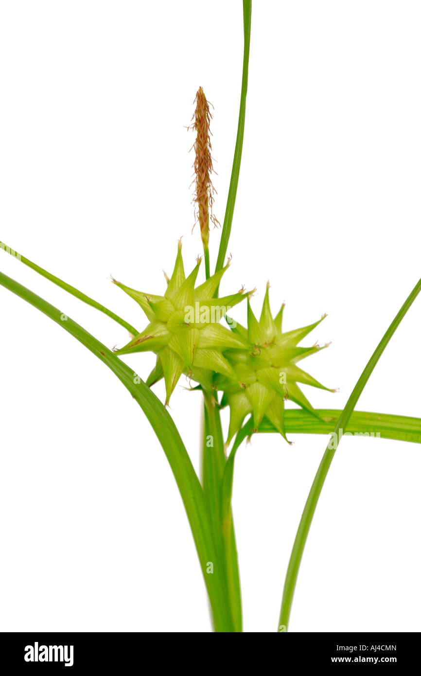 Morgenstern Asa graue Segge Carex Grayi Fruchtkörper Stockfoto