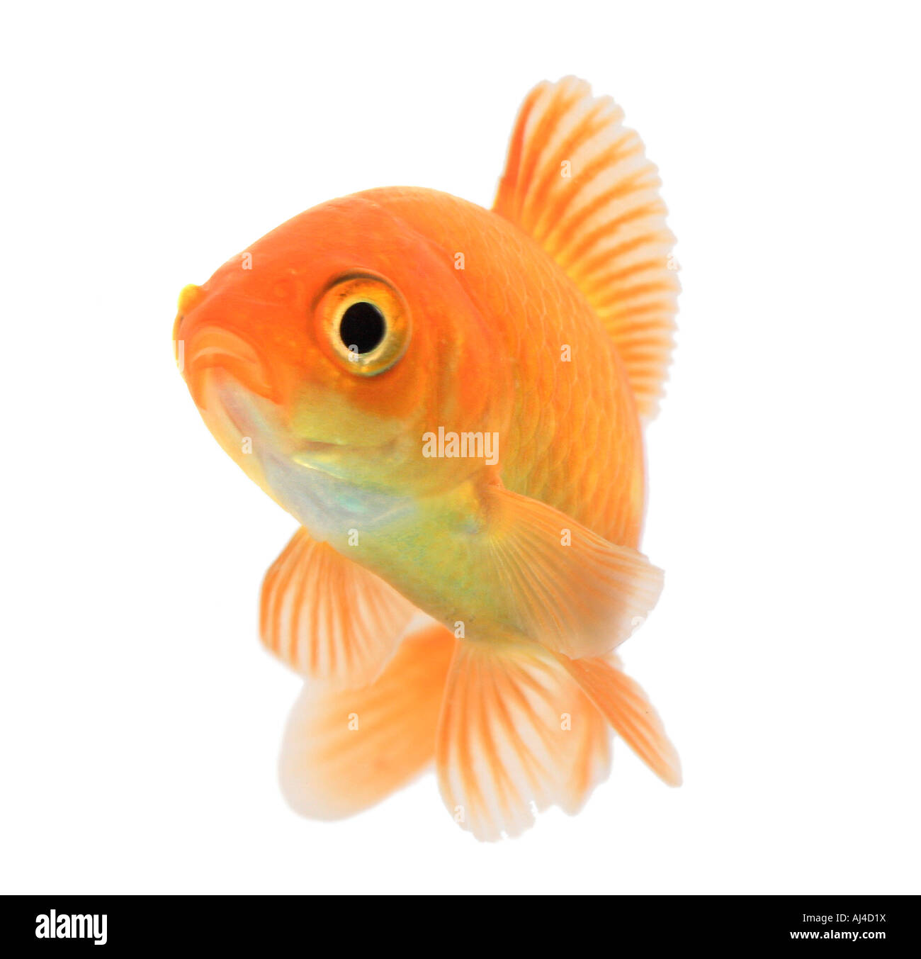 Goldfische, Karpfen (Carassius Auratus), portrait Stockfoto