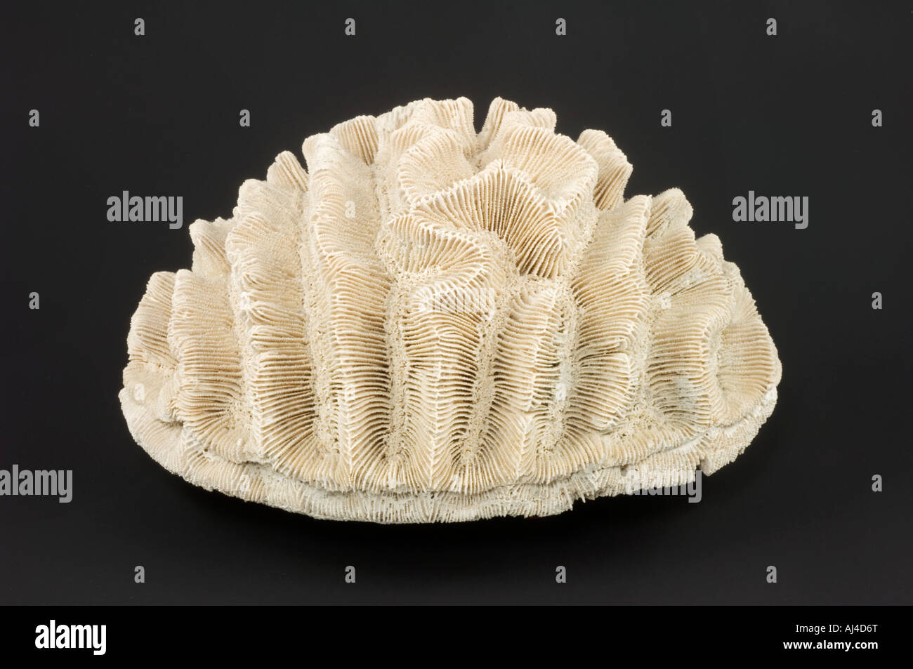 Pliozän Rose Coral fossilen Stockfoto