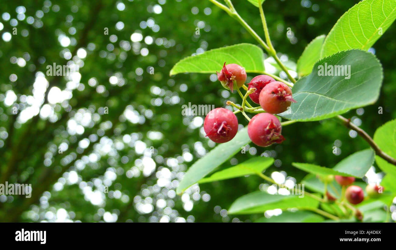 Lamarck s Elsbeere Amelanchier Lamarckii Früchte Deutschland Stockfoto