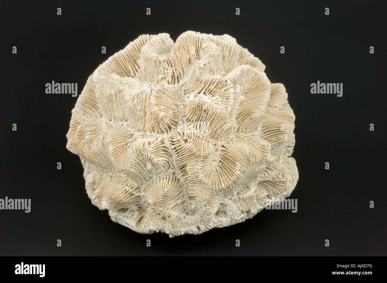 Pliozän Rose Coral fossilen Stockfoto