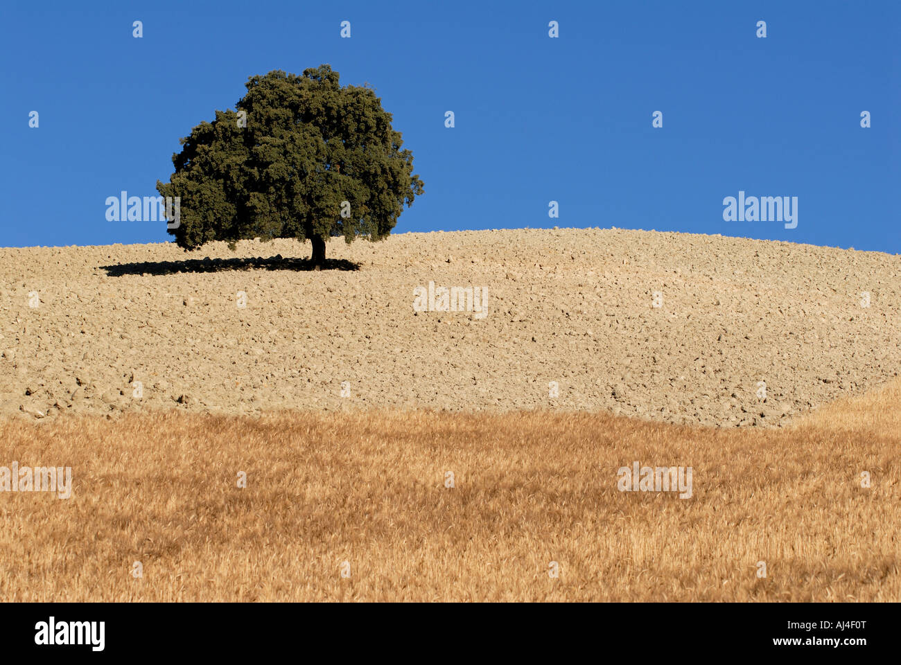Einzigen Baum im Weizenfeld Stockfoto