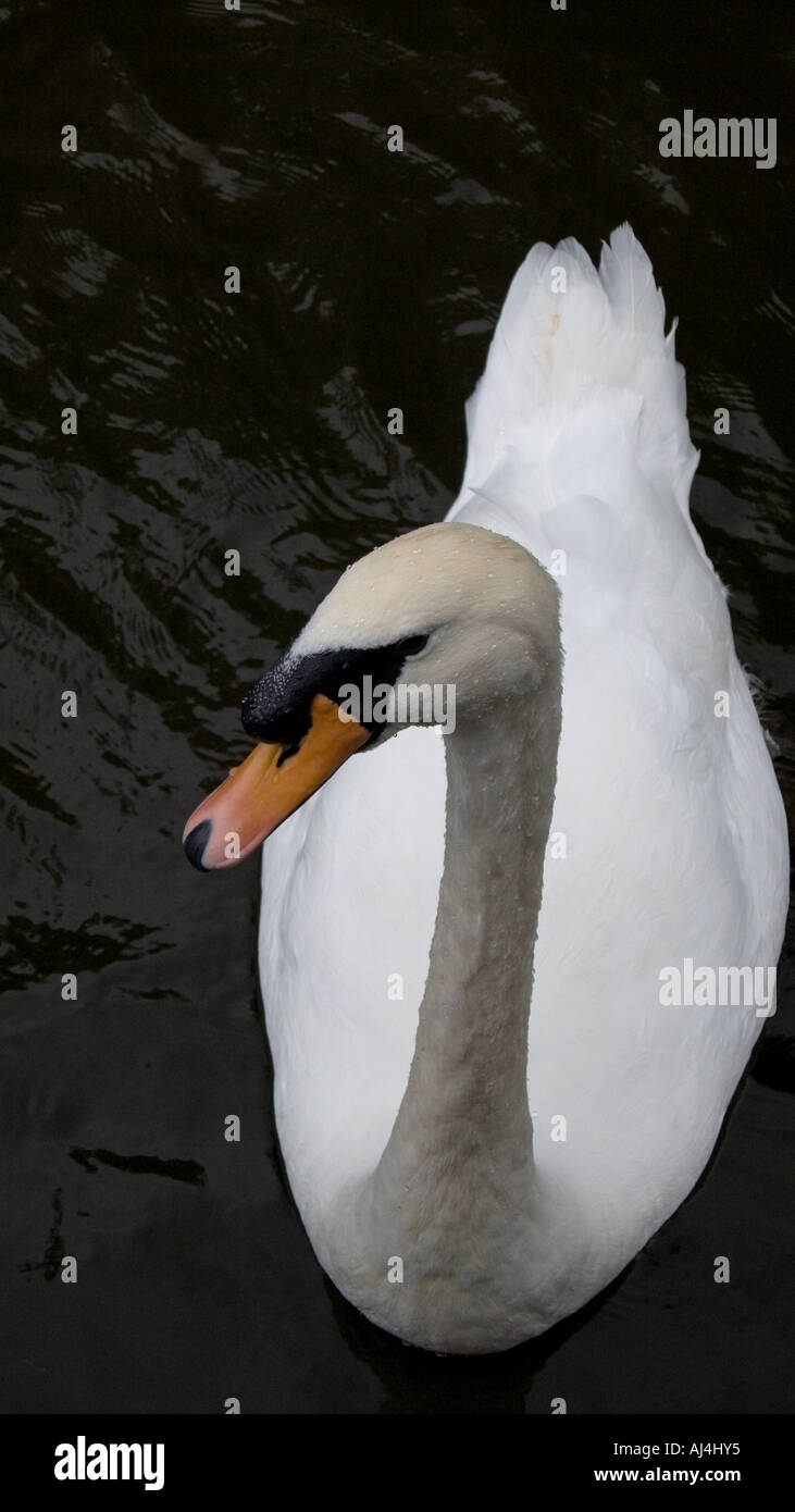 Höckerschwan männlichen Oxford England Stockfoto