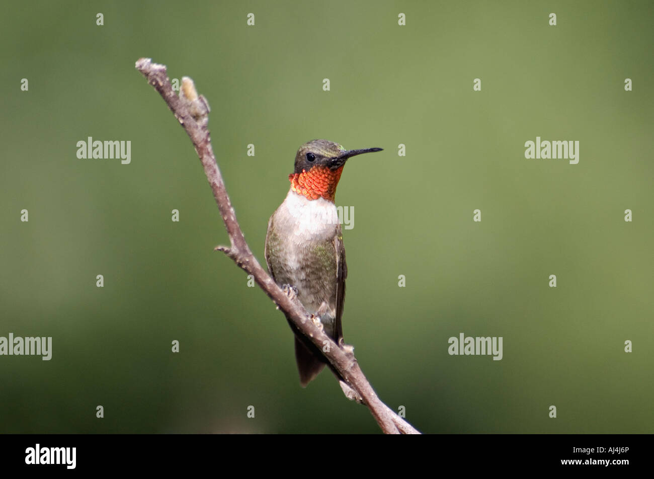 Männliche Ruby throated Kolibri thront in Stern-Magnolie Floyd County Indiana Stockfoto