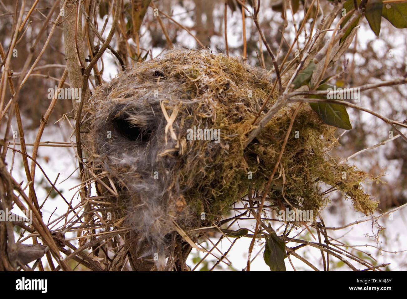 Zweig und Moss Nest gefüttert mit Fell in Bäumchen Harrison County Indiana Stockfoto
