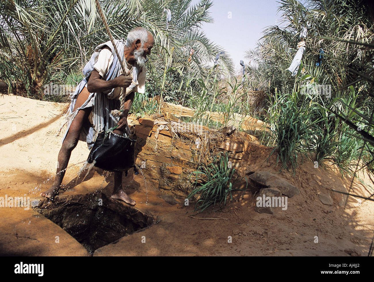 Oase im Adrar-Plateau ermöglicht begrenzte Landwirtschaft in Wüste, Mauretanien. Stockfoto