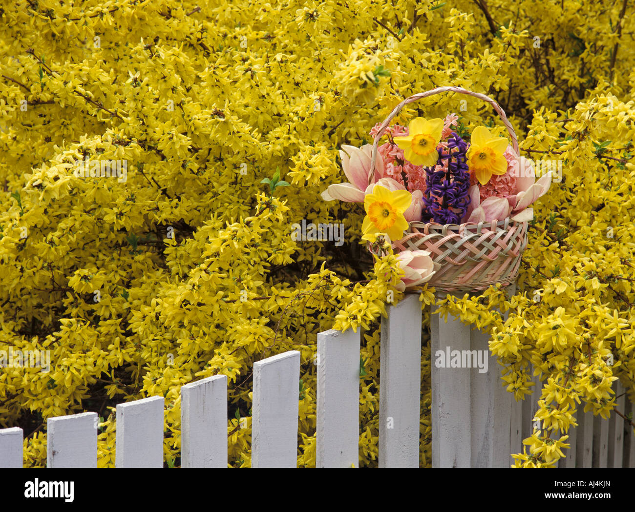 Korb mit Frühlingsblumen auf weißen Pickett Zaun vor Hintergrund der gelben Forsythien neue Albany Indiana Stockfoto