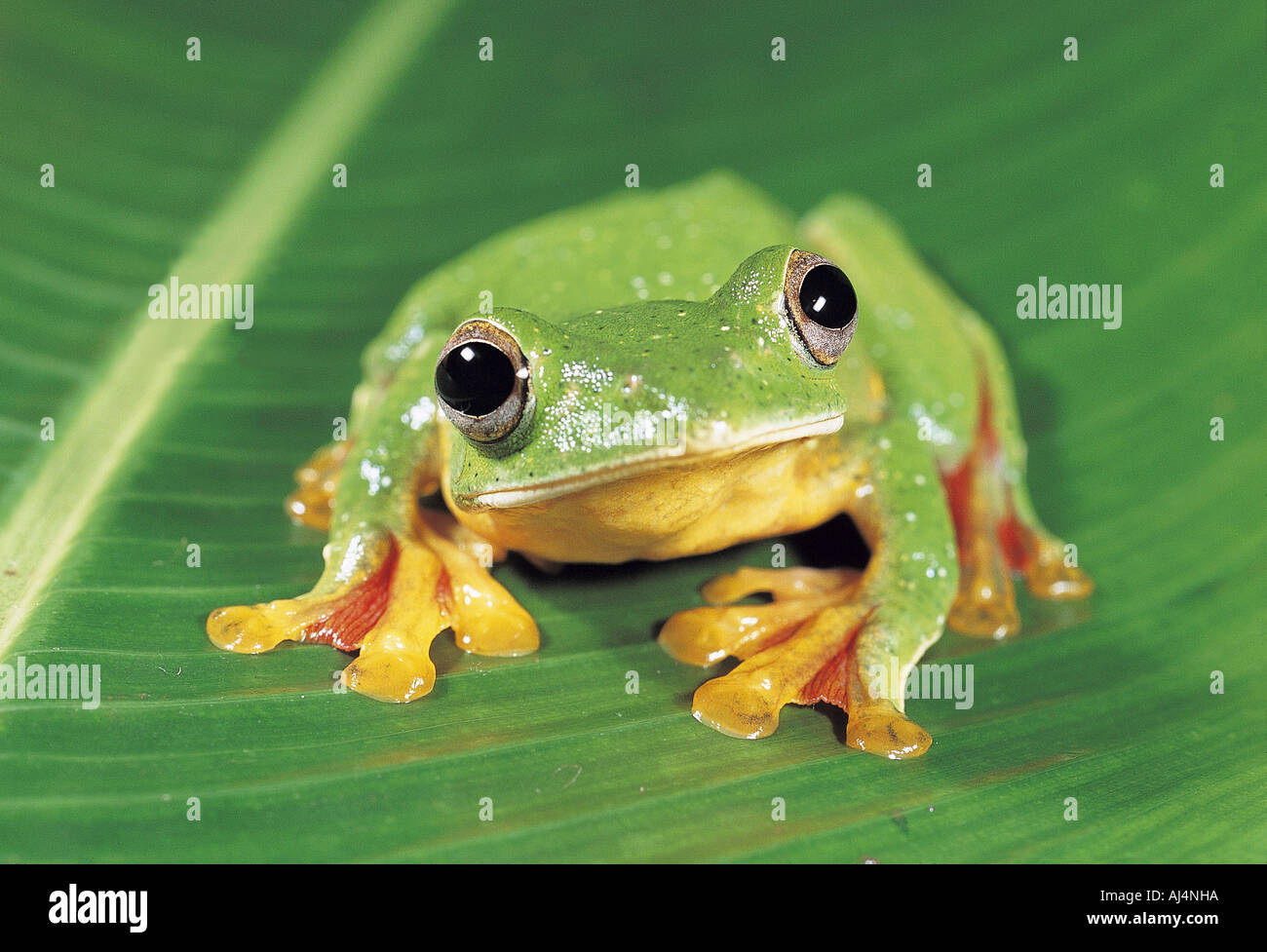 Mlabar fliegender Frosch Western Gats Indien. Stockfoto