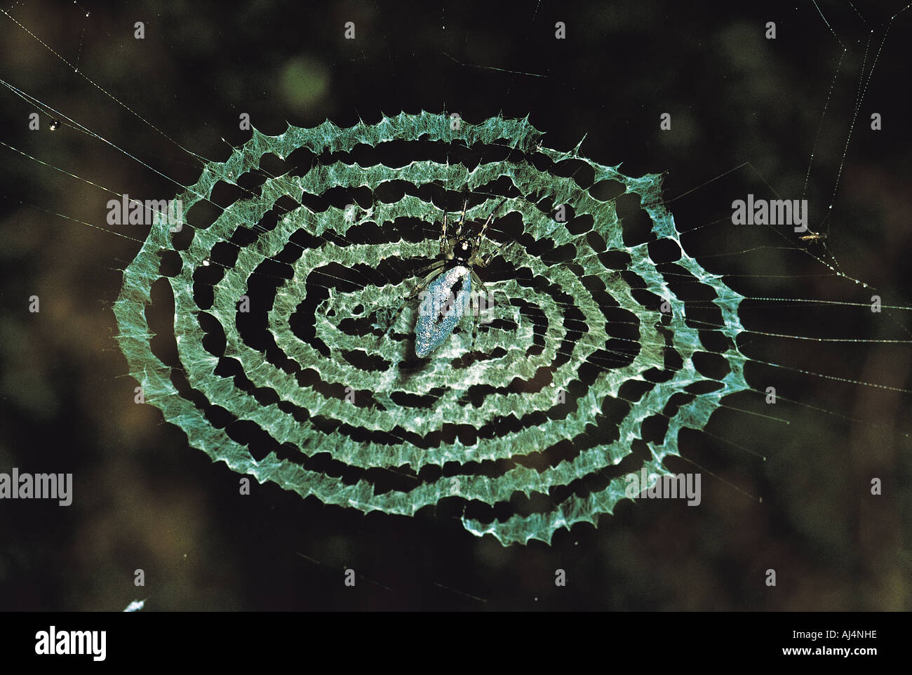Silbrig Spinne, Argyrodes SP., Weben Web im Regenwald, östlichen Himalaja, Indien. Stockfoto
