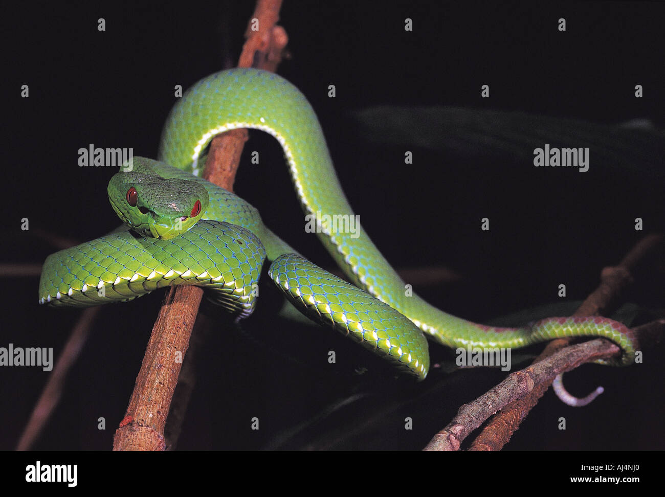 Normdaten Viper, Trimeresurus vgl. Stejnegeri, im östlichen Himalaya Regenwald, Indien. Stockfoto