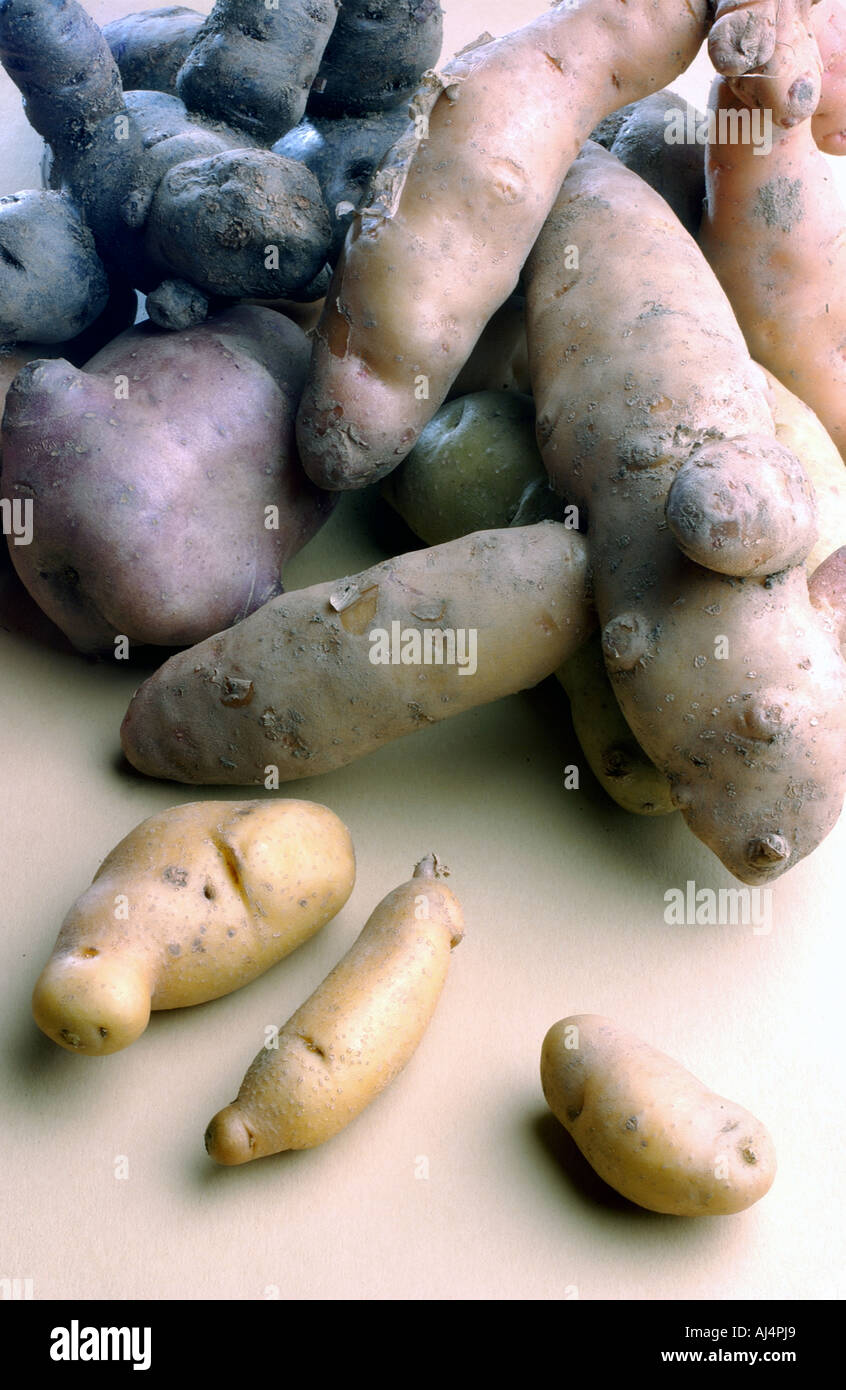 mehrere alte Kartoffel-Arten. Vitriolette Noir Truffelpotato roseval Stockfoto