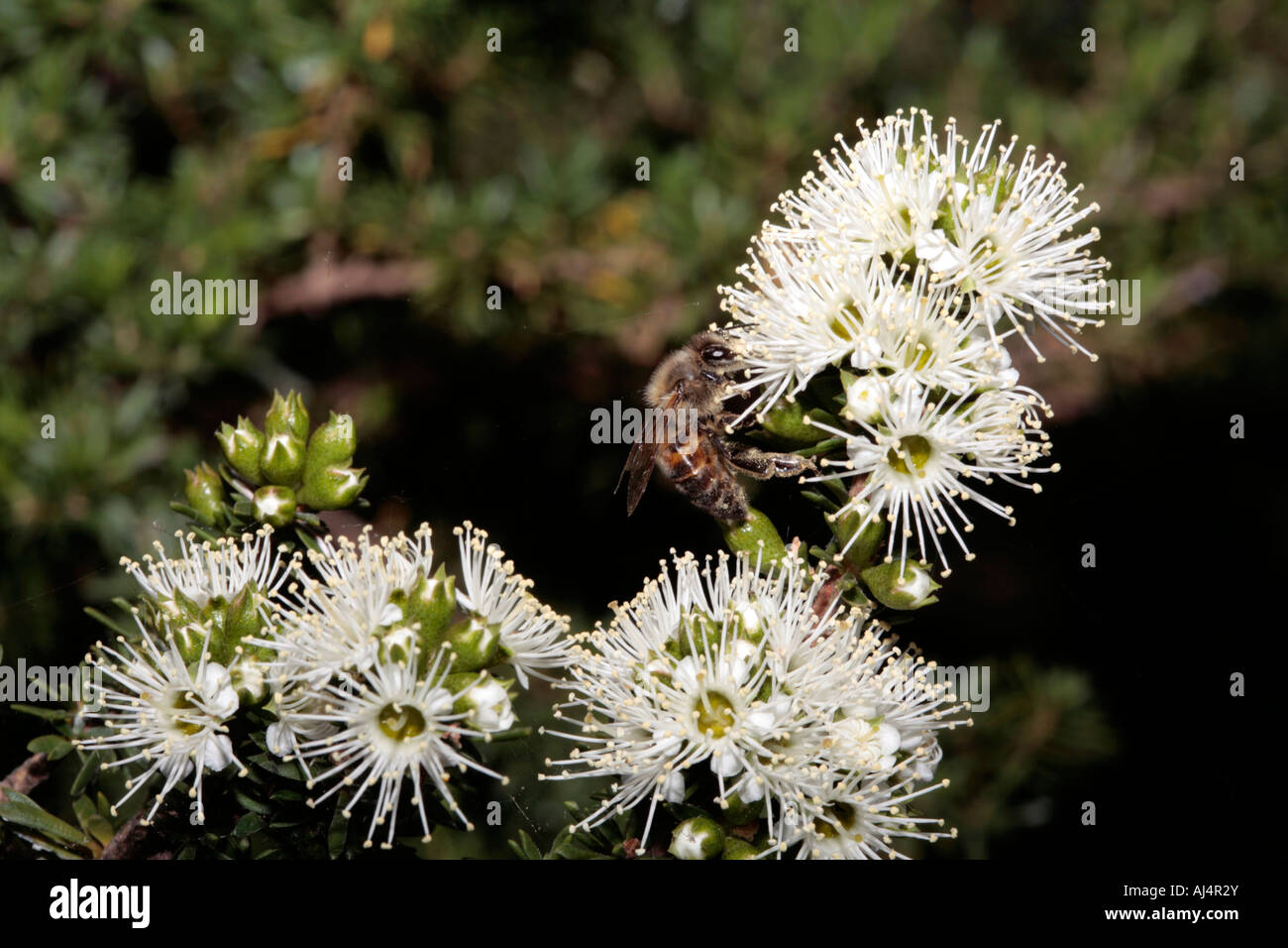 Granit Honig Myrte/Tickbush mit Honey Bee und Spider Web bedeckt mit Blütenstaub-Kunzea Ambigua [Sy K.corifolia]Apis mellifera Stockfoto