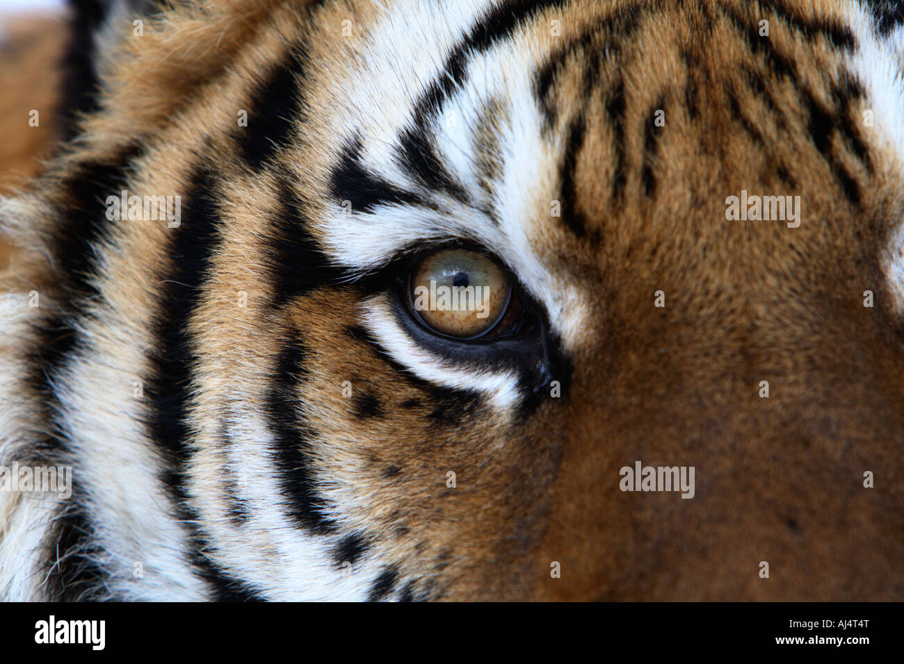 Sibirische Tiger (Panthera Tigris) Auge Stockfoto