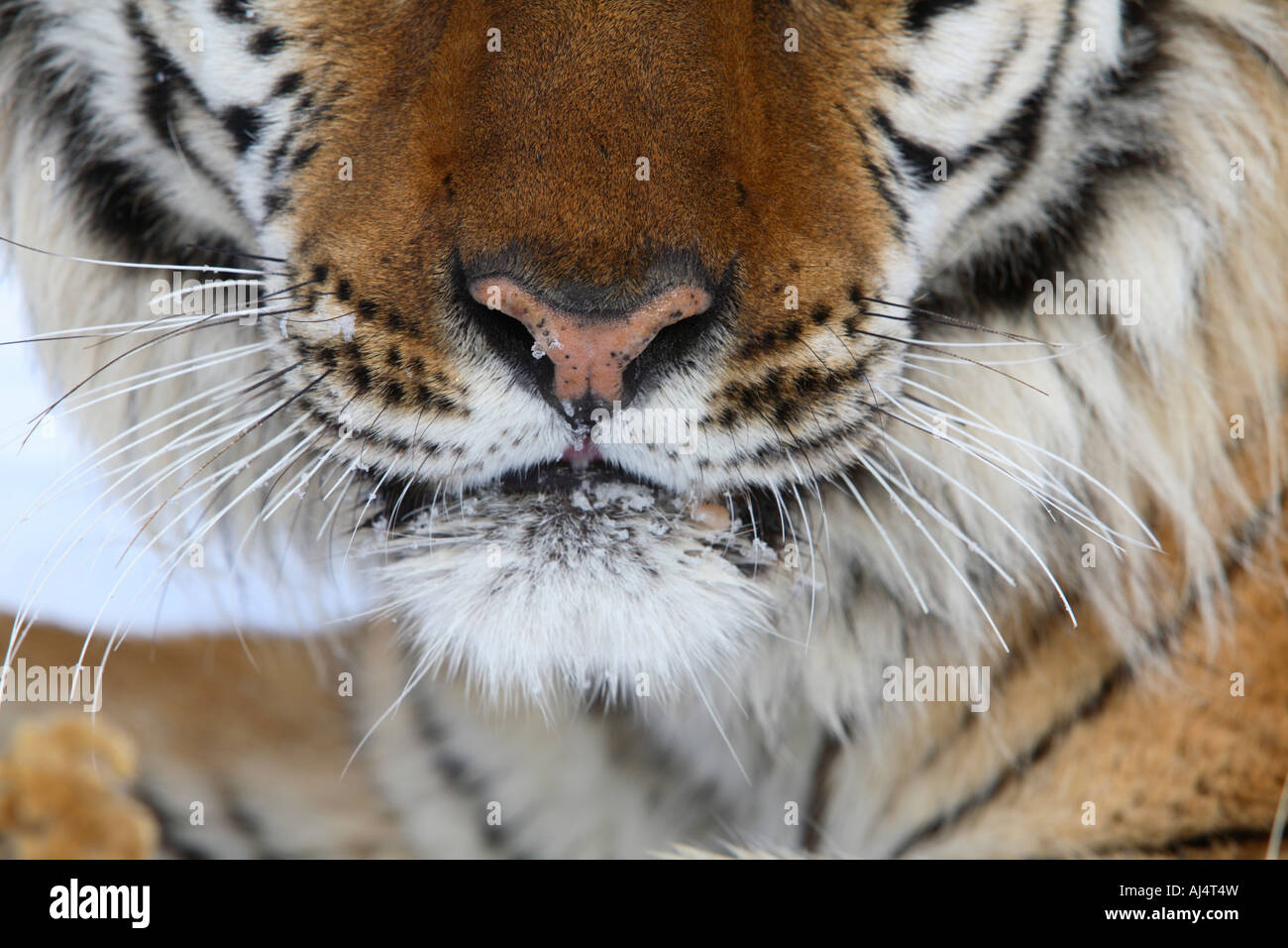 Sibirischer Tiger (Panthera Tigris) abstrakte Schuss Stockfoto